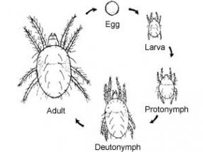 mini2-spider-mite-life-cycle.jpg